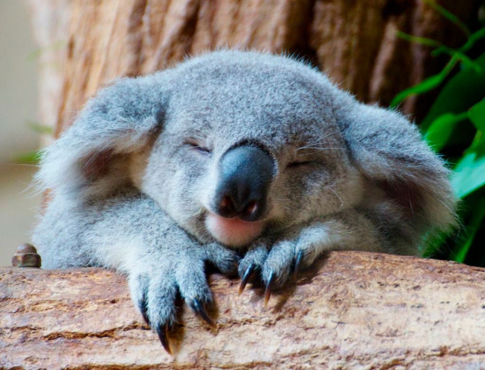 Características koala un koala durmiendo y apoyado en un árbol